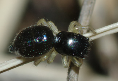 Chalcoscirtus sp.
